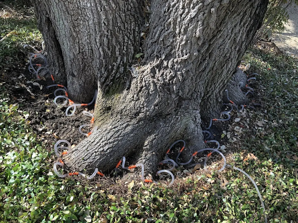 Detailed Tree Cabling and Bracing job site in Fort Calhoun