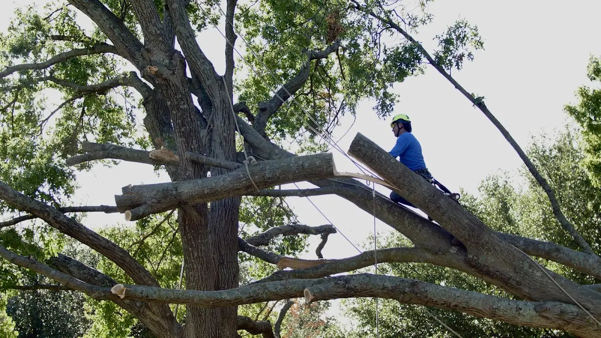 Professional Crown Thinning performed by certified arborists in Fort Calhoun