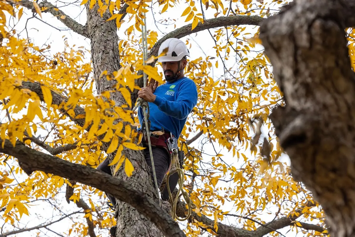 Skilled Tree Planting crew working in Fort Calhoun